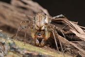 lentehangmatspin (Neriene montana) 3-2012 5239